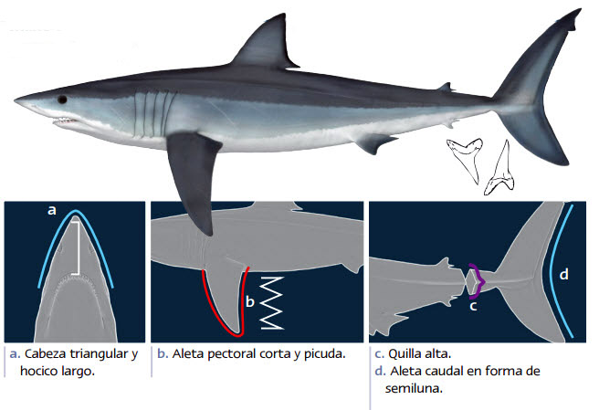 Isurus oxyrinchus09.jpg